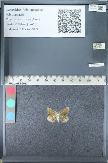 Media type: image;   Entomology 155247